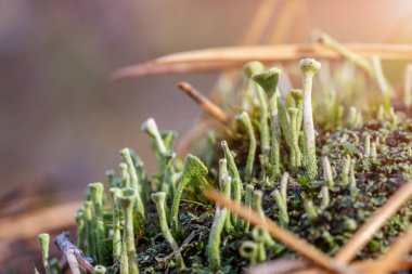 Camgöbeği liken ve düşmüş Çam iğneleri sonbahar orman, yosun Close-up. Mantar ekosistem. Doğal flora arka plan.