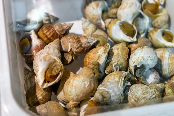 해산물 시장에서 상자에 Whelk입니다 신선한 달팽이 — 스톡 사진