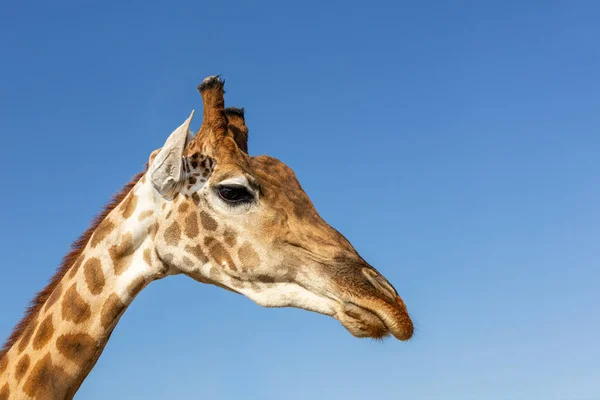 Primo Piano Africano Testa Giraffa Selvatica Con Cielo Blu Sullo — Foto Stock