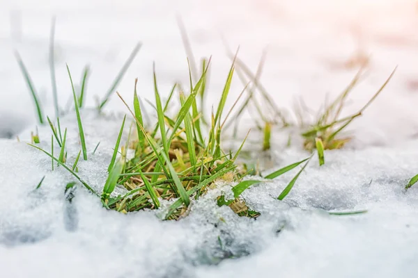 通过积雪覆盖的绿色草芽的特写。春天的开始。冬季结束。自然觉醒概念 — 图库照片