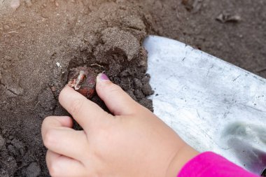 Sevimli küçük bebek kız soğan ampul fidan dikim. Küçük çocuk bahçıvan kavramı. Bahar açık çocuk aktiviteleri