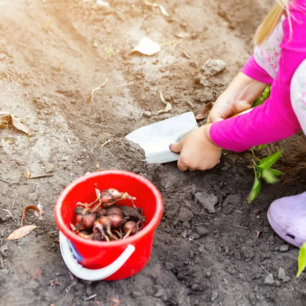 Cute little dziewczynka sadzonek bulwa cebula. Małe dziecko ogrodnika koncepcja. Wiosenne atrakcje odkryty dzieci — Zdjęcie stockowe