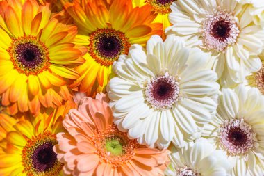 Papatya çiçek gerbera buketi arka plan kafa. Düz yatıyordu bitki bahar desen.