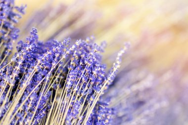 Kurutulmuş lavanta çiçek dal bunches. Lavandula ot yığını. Dekorasyon çiçekçi servisinde. Çiçekçi dükkanı. Tıbbi bitki. Aromaterapi ve rahatlama. Doğal Mor arka plan.