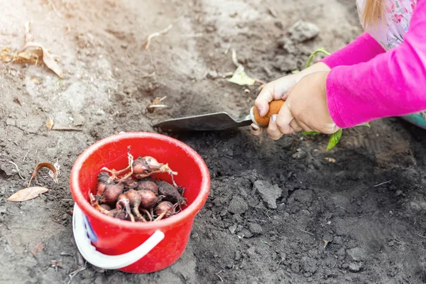 Cute little dziewczynka sadzonek żarówka tulip. Małe dziecko ogrodnika koncepcja. Wiosenne atrakcje odkryty dzieci — Zdjęcie stockowe