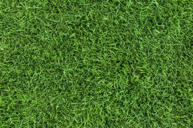 Koyu yeşil çim doku arka plan. Taze çim alan görünüm frim 