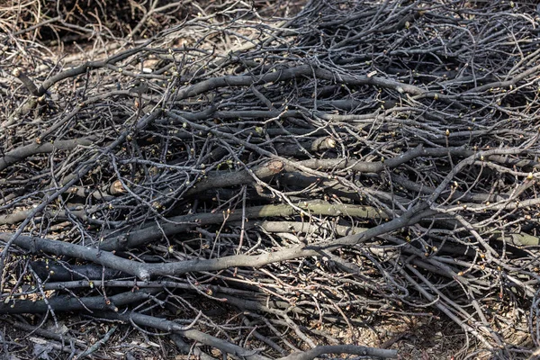 Hromádky větví v městském parku. Sanitární odlesňování. Hromada suchého křoví a suchého dřeva — Stock fotografie