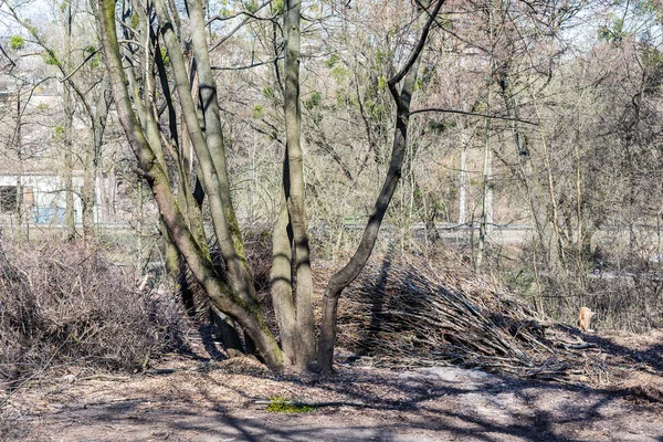Кучи срезанных ветвей деревьев в городском парке. Вырубка лесов. Куча сухой хвороста и дров — стоковое фото