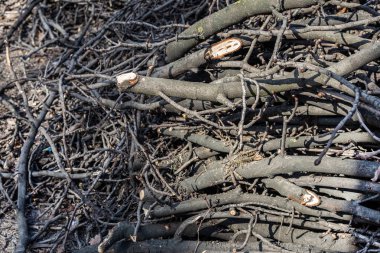 Şehir parkında kesilmiş ağaç dalları. Hijyenik orman tahribatı. Kuru çalı ve kuru odun yığını.