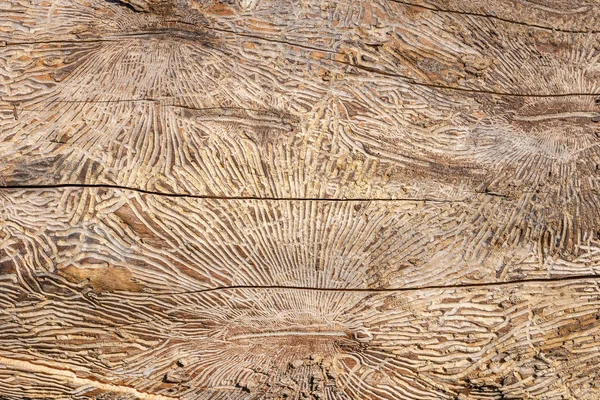 Шаблон на стволе дерева после повреждения, вызванного короедом. Натуральный деревянный фон — стоковое фото