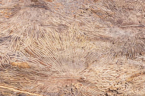 Pattern on tree trunk log after damage caused by bark beetle. Natural wooden texture background — Stock Image Pattern on tree trunk log after damage caused by bark beetle. Natural wooden texture background Stock Photo