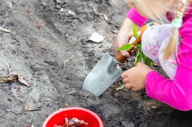 Sevimli küçük bebek kız Lale ampul fidan dikim. Küçük çocuk bahçıvan kavramı. Bahar açık çocuk aktiviteleri