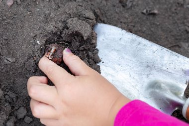 Sevimli küçük bebek kız Lale ampul fidan dikim. Küçük çocuk bahçıvan kavramı. Bahar açık çocuk aktiviteleri