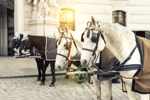 Two pairs of white and black beautiful horses with carriage in Vienna historical city center near royal palace. Traditional austrian travel sighseeing destination and landmark. Horses voyage trip — Stock Photo, Image