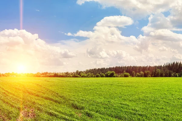 Landskap jordbruksmark bakgrund med gröna unga växter som växer på ljusa solnedgången kväll. Skog bälte linje och blå grumlig himmel på bakgrunden — Stockfoto