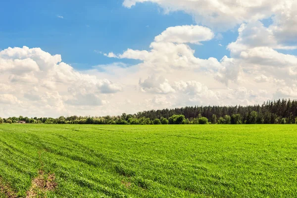 Landschap agrarische veld achtergrond met groene jonge planten groeien op heldere zonnige dag. Bosgordel lijn en blauwe bewolkte hemel op achtergrond — Stockfoto