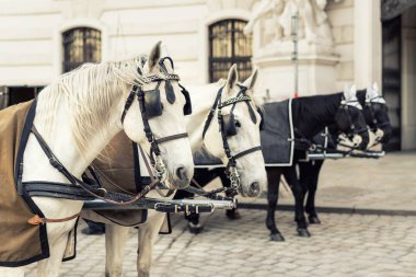Beyaz ve siyah güzel atlar ile Viyana şehir merkezine yakın Kraliyet Sarayı arabayla iki çift. Geleneksel Avusturya seyahat sighseeing hedef ve dönüm noktası. Atları yolculuk gezisi