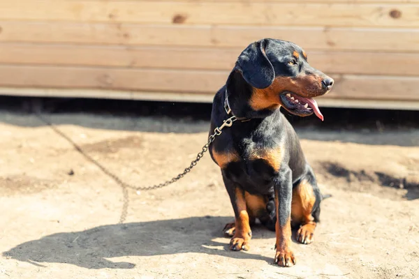 Giovane cane terrier di caccia tedesco in catena a casa cortile nella luminosa giornata di sole. Purebri adorabile cucciolo Jagdterrier — Foto Stock