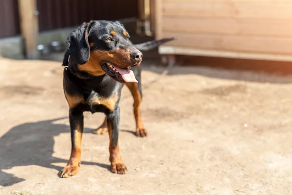Joven perro terrier de caza alemán en cadena en el patio trasero de casa en el día soleado brillante. Pura raza adorable cachorro Jagdterrier — Foto de Stock