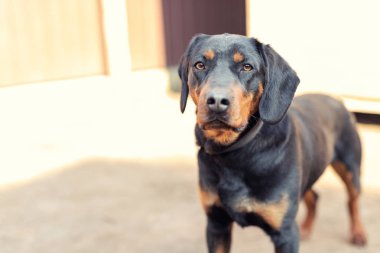 Genç Alman av köpeği, güneşli bir günde evin arka bahçesinde zincirli. Safkan sevimli Jagdterrier köpeği.