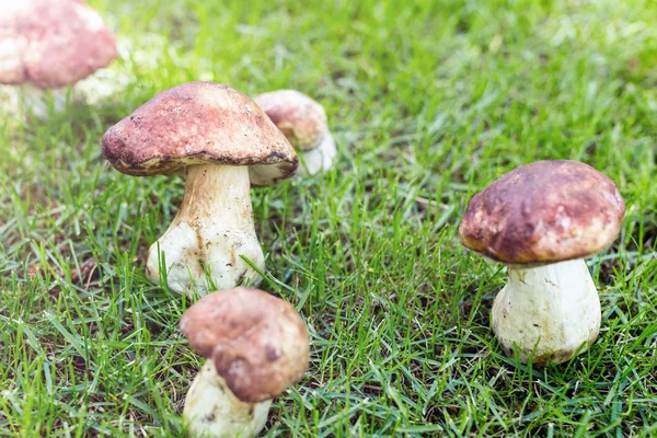 Close-up porcini groeien in bos. CEP schimmels op groen gras glade. Het verzamelen van wilde eetbare paddestoelen concept. Zonnige dag met sunflare. Copyspace — Stockfoto