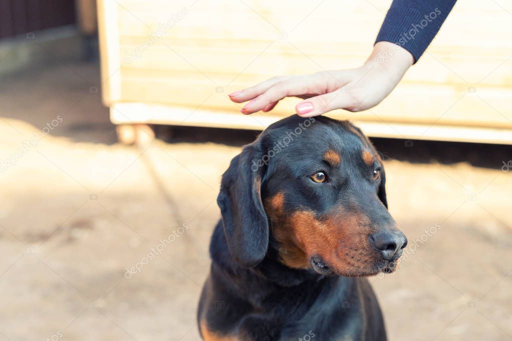 Female owner petting  young german hunting terrier dog outdoors on bright sunny day. Purebred adorable Jagdterrier puppy