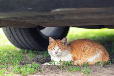 Güzel turuncu tekir kedi yaz günü arabanın altında yerde uyuyor. Başlangıçta araba çarpma tehlikesi