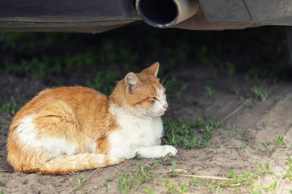 Güzel turuncu tekir kedi yaz günü arabanın altında yerde uyuyor. Başlangıçta araba çarpma tehlikesi