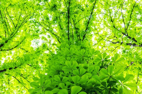 Overgrown chestnut tree trunk in city park or forest. Green foliage nature background. Natural shelter and roof — Stock Photo, Image