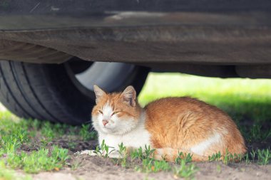 Güzel turuncu tekir kedi yaz günü arabanın altında yerde uyuyor. Başlangıçta araba çarpma tehlikesi