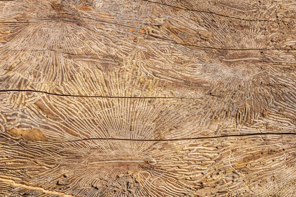 Шаблон на стволе дерева после повреждения, вызванного короедом. Натуральный деревянный фон — стоковое фото