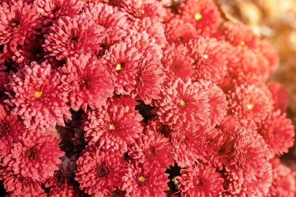 Mooie levendige koraal chrysant bloementapijt achtergrond met sunflare op heldere herfst zonsondergang avond — Stockfoto