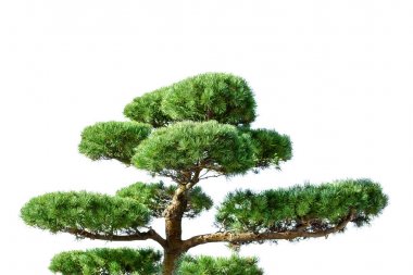 geleneksel asya Japon yeşil iğne yapraklı bansai ağaç beyaz izole