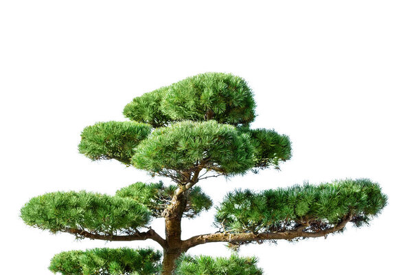 traditional asian Japanese green coniferous bansai tree isolted on white