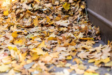 Sonbaharda arka bahçesinde veya şehir parkında yeşil çim üzerinde altın renkli düşmüş yaprakları yığını. Sonbahar sezonu arka planı