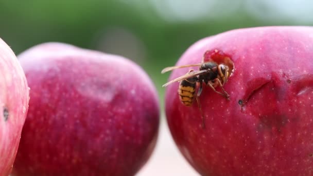 Gros frelon européen mangeant des pommes sucrées mûres et savoureuses. Guêpe se nourrissant de fruits. Récolte gâtée par les insectes — Video