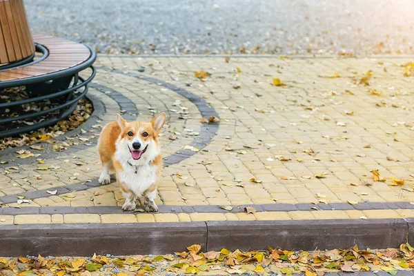 Lindo perrito pembroke corgi solo en el parque de la ciudad de otoño. Perro abandonado o perdido parado en la calle durante el día de otoño frío — Foto de Stock
