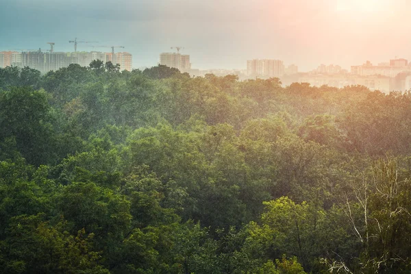 Forte chuva verdejante sobre a floresta verde ou árvores do parque da cidade. Tempestade pluviométrica. Sol brilhando após o fim da tempestade — Fotografia de Stock