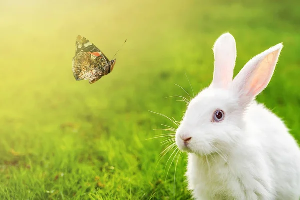 Милий чарівний білий пухнастий кролик сидить на зеленому газоні і дивиться на красиву літаючу метелика на задньому дворі. Невеликий солодкий кролик у зеленому саду в яскравий сонячний день. Великодня природа фону — стокове фото