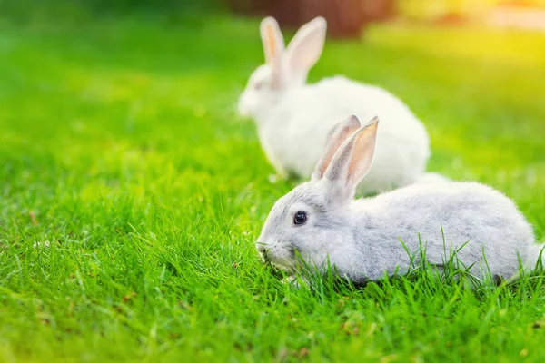 Пара милих чарівних білих і сірих пухнастих кроликів, що сидять на зеленій газонній галявині на задньому дворі. Великодня природа і тварини фон — стокове фото