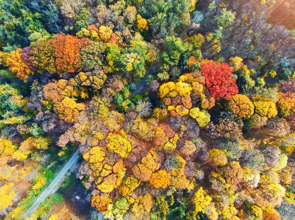 शरद ऋतू वन हवाई दृश्य शहरातील उद्यानात अनेक रंगीबेरंगी पडलेली झाडे. सुंदर रंगीत हंगामी पत्रके. उज्ज्वल रंगांचे शरद ऋतूतील जीवंत दंगा — स्टॉक फोटो, इमेज