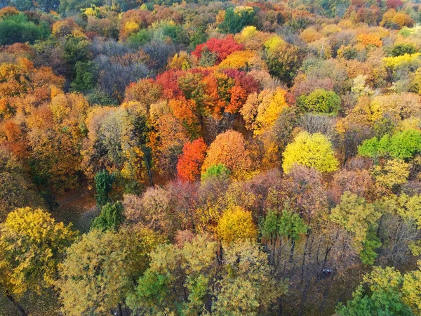 Autumn forest aerial view. Multicolored fall trees in city park. Beautiful colorful seasonal foliage. Autumnal vibrant riot of bright colors — Stock Photo, Image
