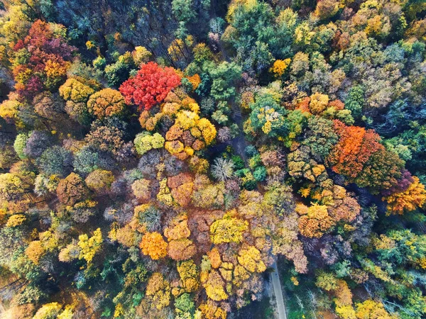 Widok z lotu ptaka. Kolorowe jesienne drzewa w parku miejskim. Piękne kolorowe sezonowe liście. Jesienne, żywe zamieszki w jasnych kolorach — Zdjęcie stockowe