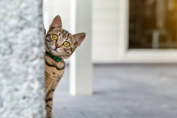Милый очаровательный смешной котенок табби подглядывает за стеной на улице. Красивая маленькая кошечка играет на заднем дворе — стоковое фото