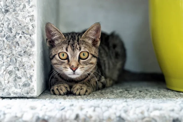 Симпатичный забавный маленький котенок-табби, сидящий в темном углу во время охоты или преследования на улице. Красивая маленькая кошечка играет на заднем дворе — стоковое фото