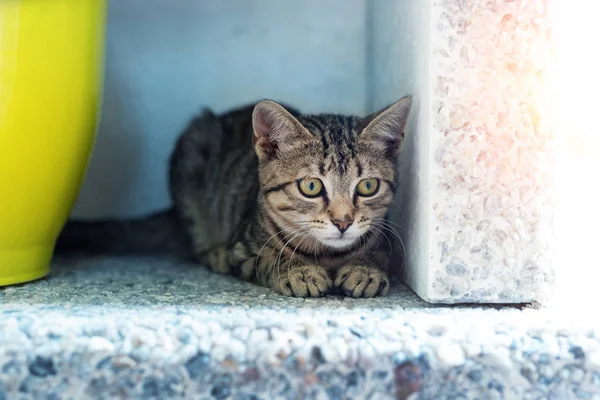 Симпатичный забавный маленький котенок-табби, сидящий в темном углу во время охоты или преследования на улице. Красивая маленькая кошечка играет на заднем дворе — стоковое фото