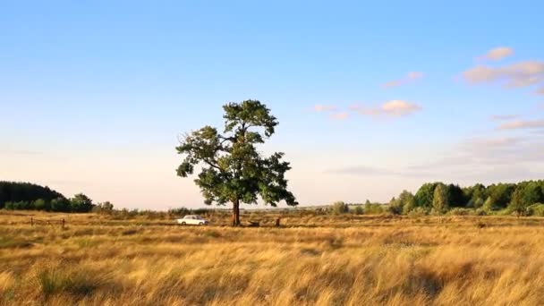 Oude Retro Witte Auto Gaat Door Landweg Langs Grasveld Weide — Stockvideo