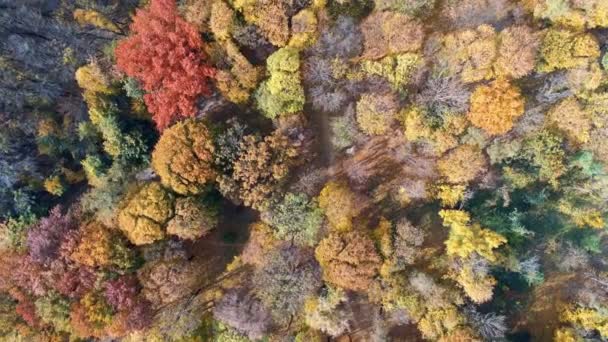 Autumn Forest Aerial View Multicolored Fall Trees City Park Beautiful — Stock Video