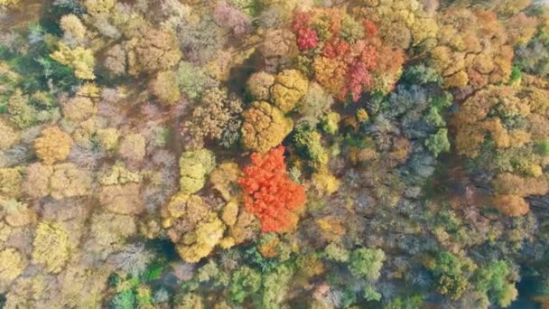 Herfst Bos Luchtfoto Veelkleurige Herfst Bomen Het Stadspark Mooie Kleurrijke — Stockvideo