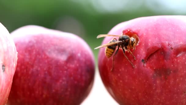 Big European Hornet Eating Ripe Sweet Tasty Apple Wasp Feeding — Stock Video